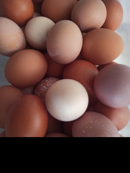 Продаются куриные домашние яйца