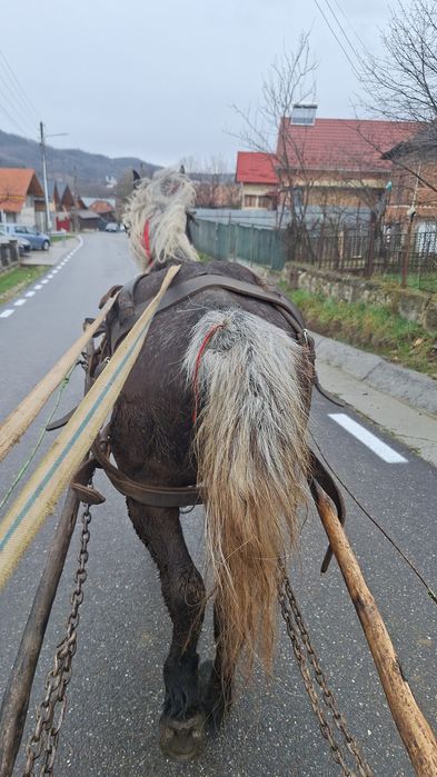 Vând sau schimb iapa de 5 ani