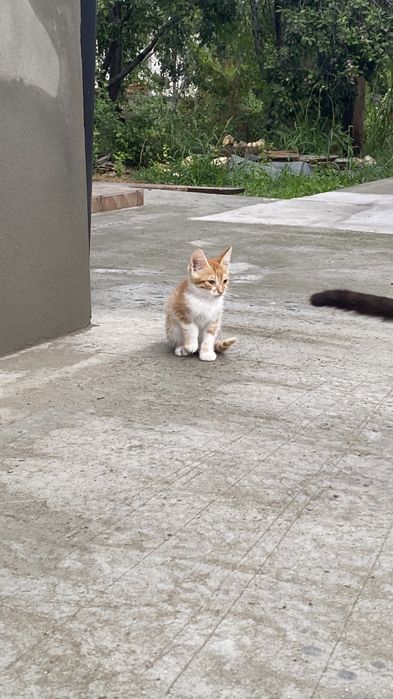 Ofer spre adoptie