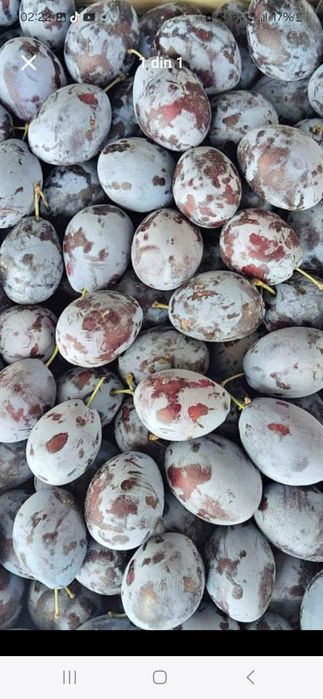 Prune de vânzare pentru țuică – dulci, zemoase și bine coapte
