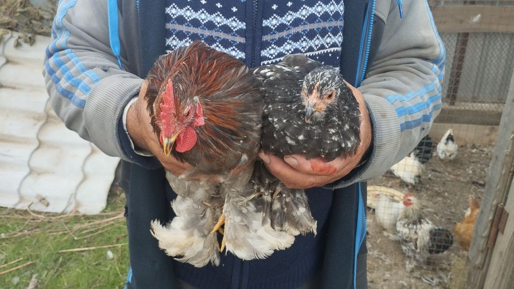 цыплята кохенхины