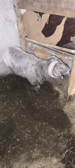 Срочно кучкор сотилади