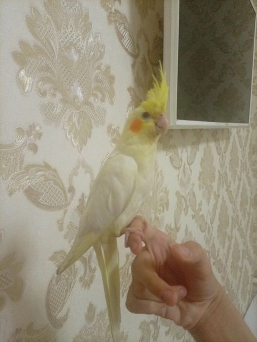 Ручная корелла лютино