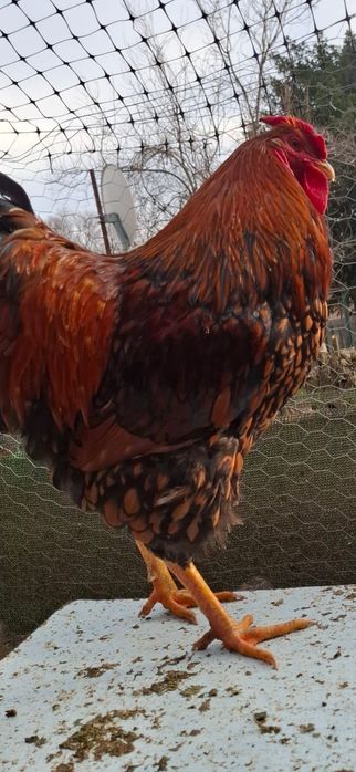 Cocoși  diferite rase