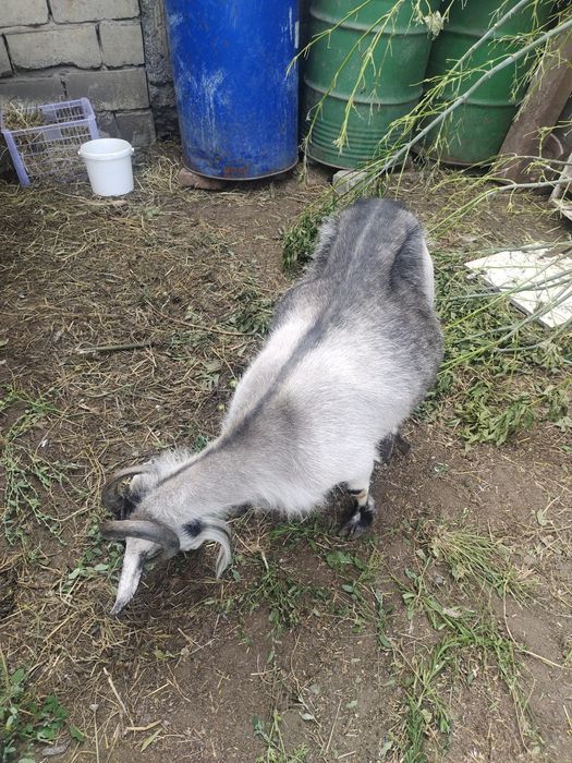 Продам  дойную козу