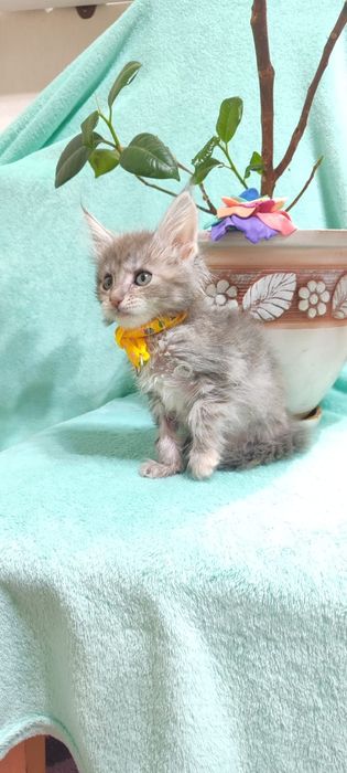 Котята  Мейн-кун