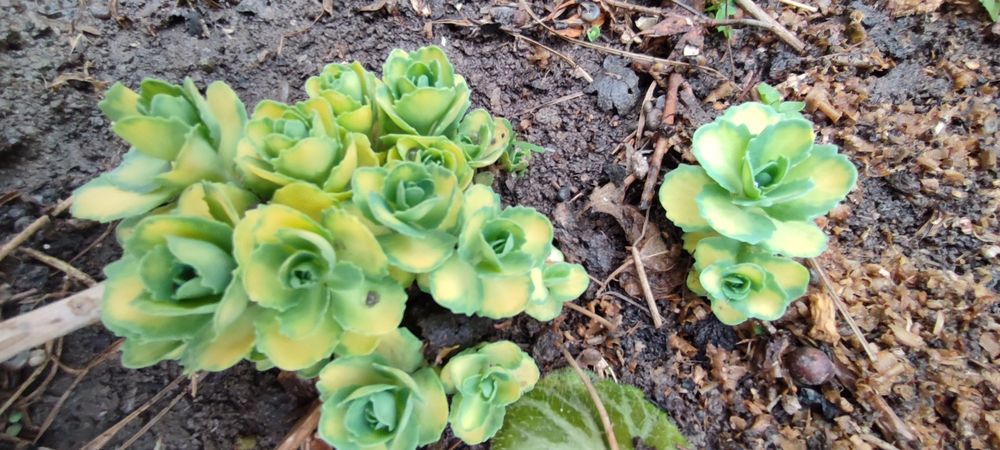 Саженцы на продажу. Кучатлар сотувда.