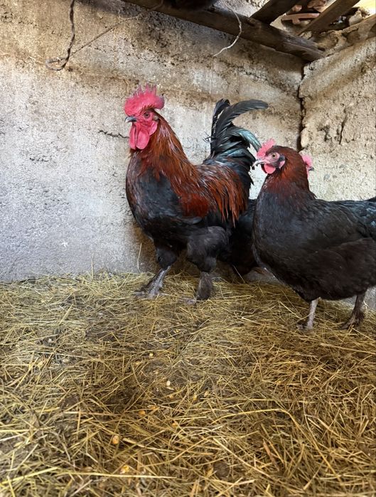 Oua Marans si Araucana Gat Auriu
