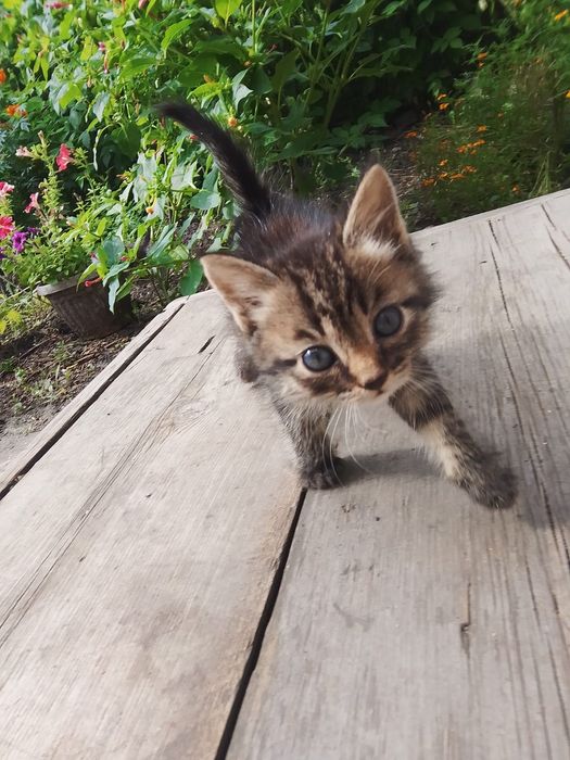 Отдам котят даром