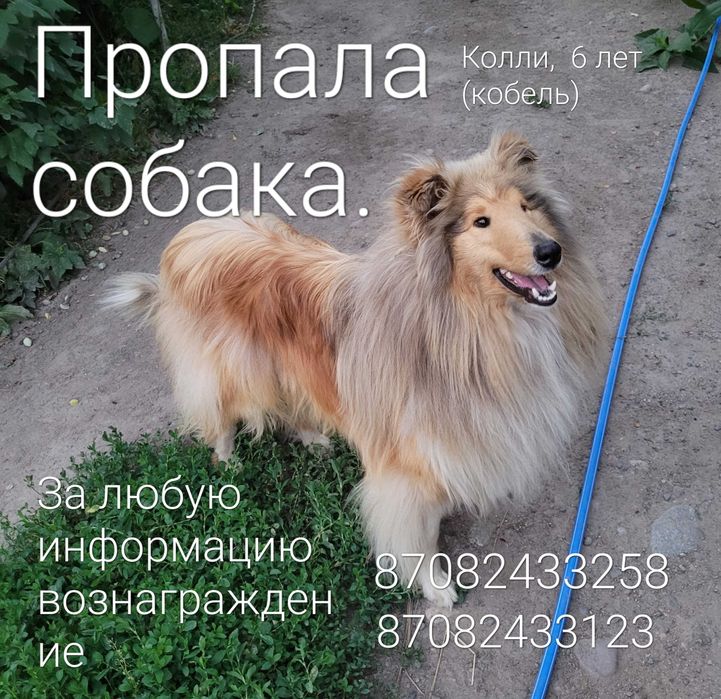Пропала собака,  колли 6 лет (кобель)   за информацию вознаграждение