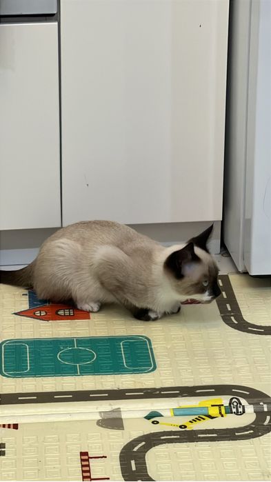 Отдам котёнка в добрые руки