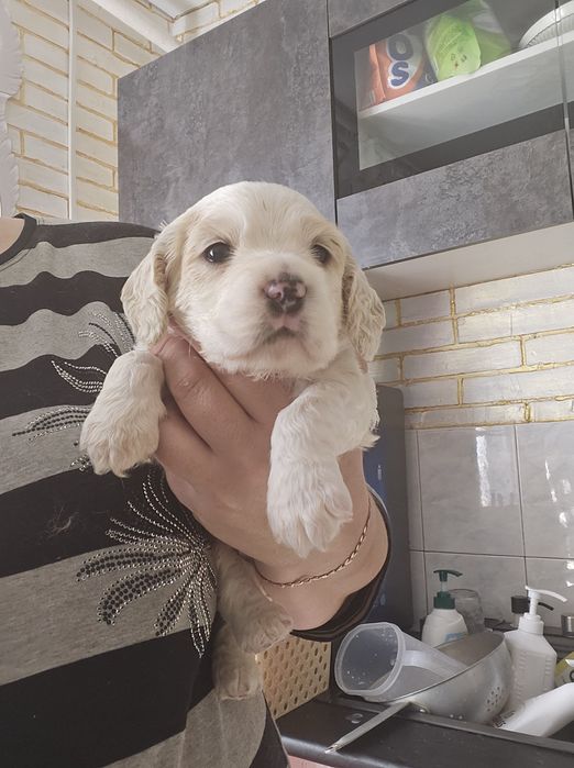 Американский кокер спаниель.