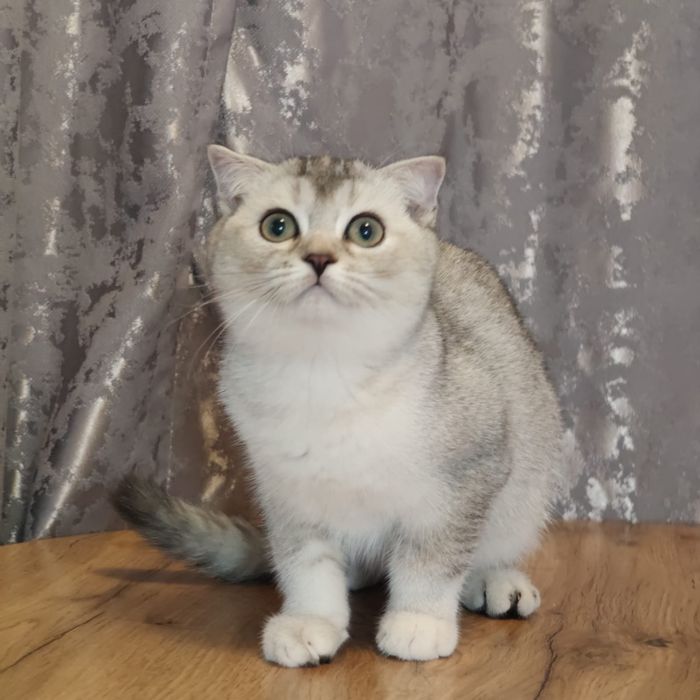 Шикарные котята большой выбор