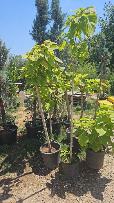 Artar  japonez  acer  catalpa