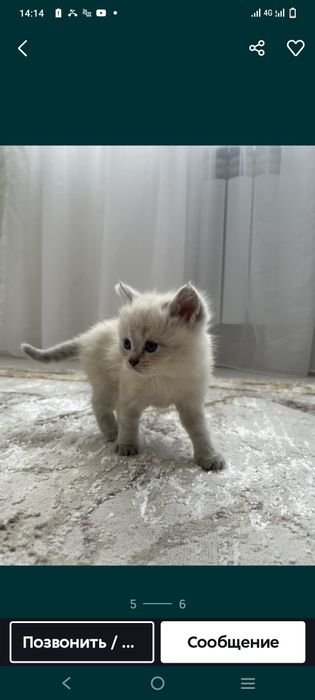 Продам котят девочка породистый