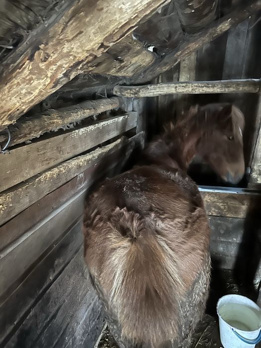 Продам откормленного тая