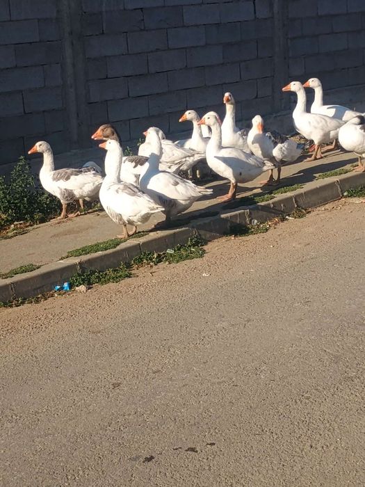 Vând gâște preț de la 150 lei