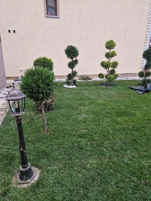 Gazonul Rulou Premium - Alegerea Perfectă pentru Grădina Ta!