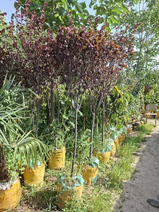 Xarxil turdagi manzarali ko‘chatlar