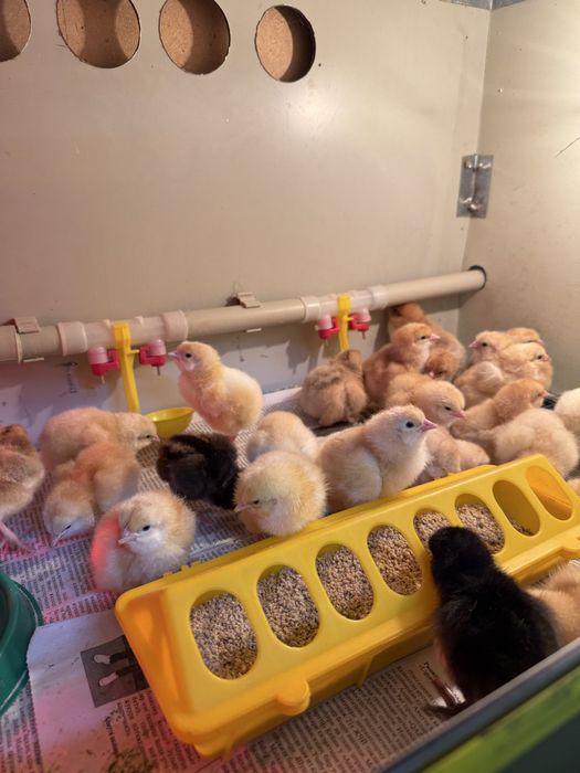 РедБро цыплята РедБро