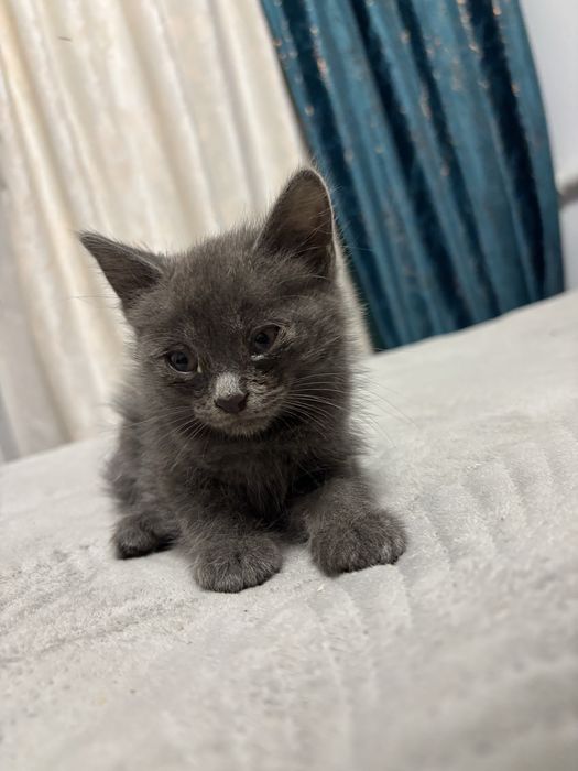 Котята бесплатно