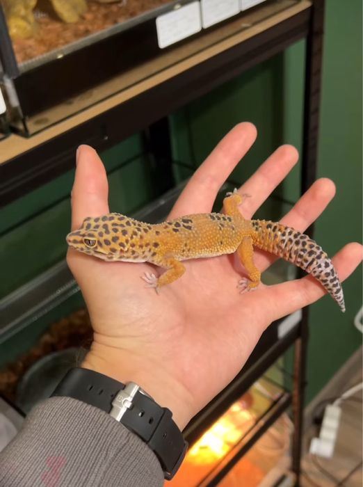 Екзотични животни широка гама- всякакви видове включително по-поръчка