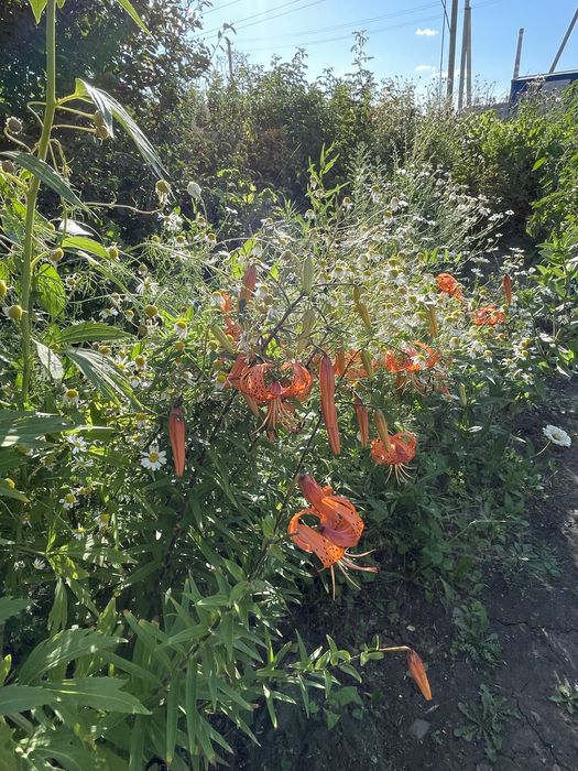 Продам дом в Шанхае