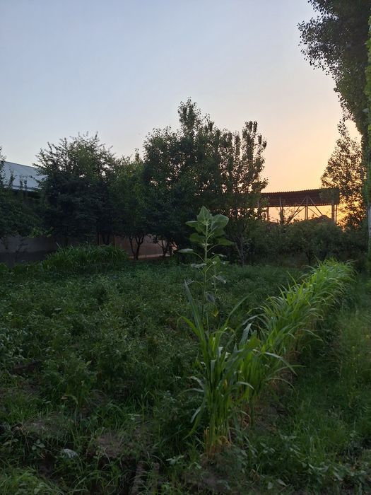 Uchastka sotiladi 6 sotx