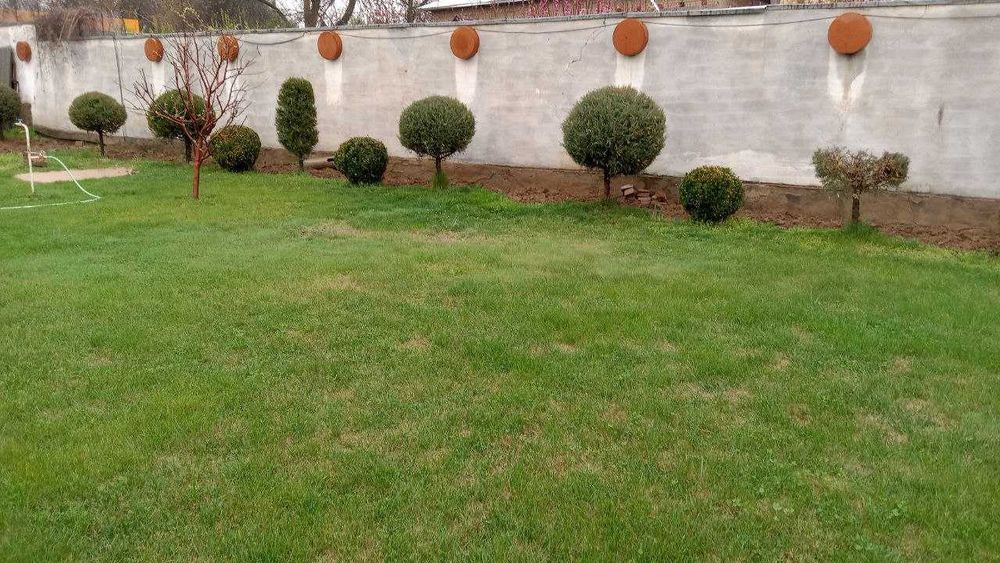 Декоративные кустарники с места выращивания самовывозом