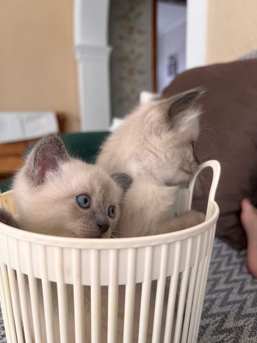 Породистые котята