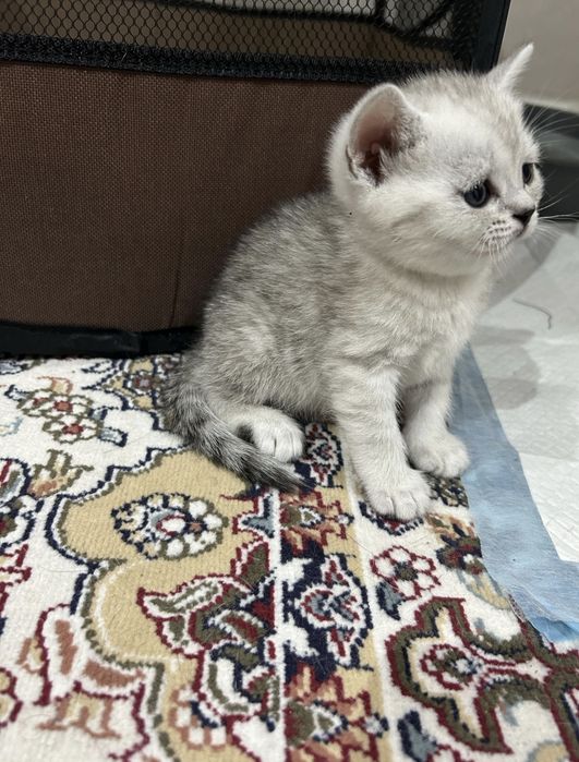 Вислоухие Шотландские котята