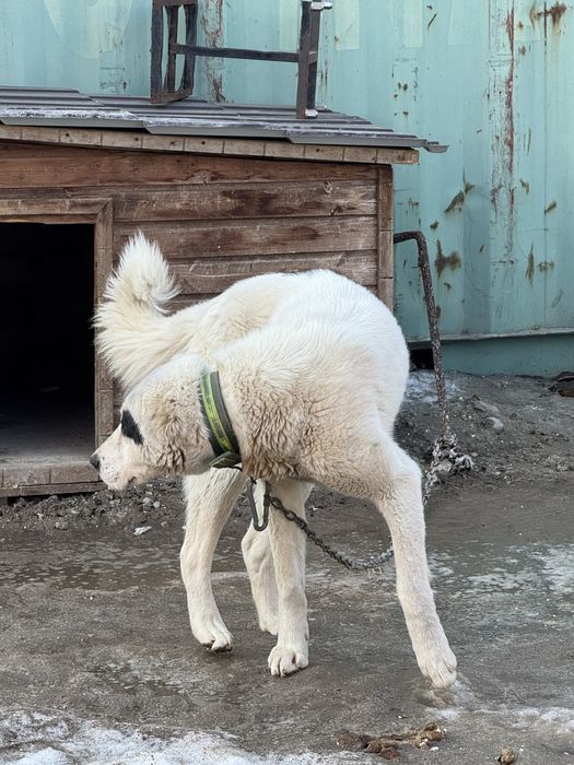 Продам алабай ургашы 7 айлык