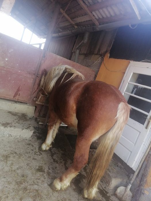 Vând harmasar,de 2ani și 8 luni,sau schimb