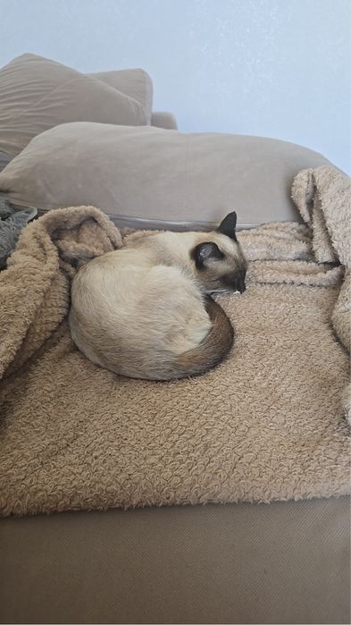 Кот(ему где-то 1-1,5)