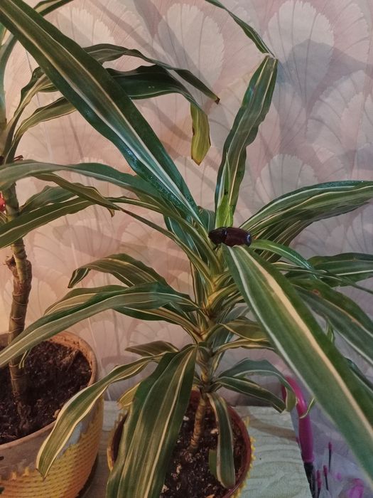 Продам комнатные цветы