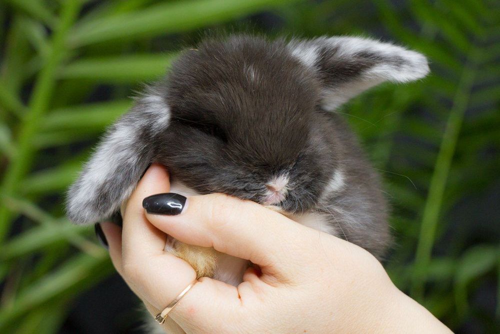 Декоративные кролики.