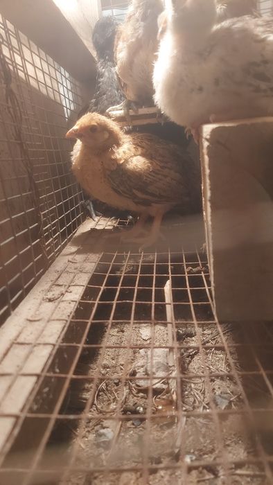 Цыплята, балапан