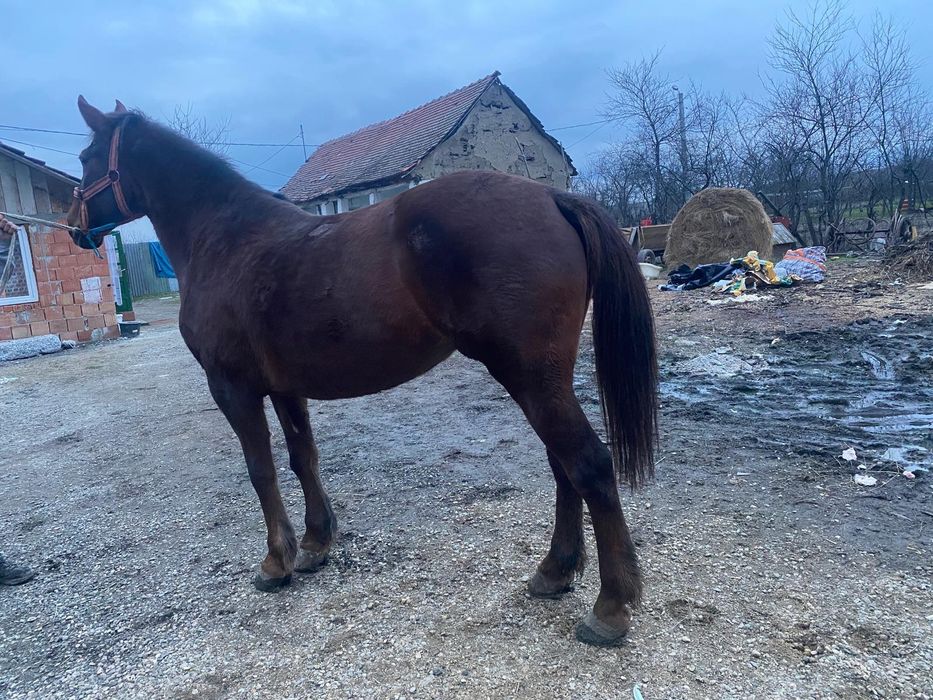 Vând iapa șarga de 7 ani