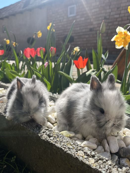 Iepurasi pitici cap de leu