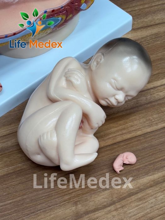 Анатомические Муляжи