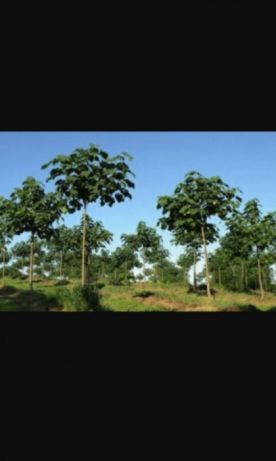 Павловния Оригинал