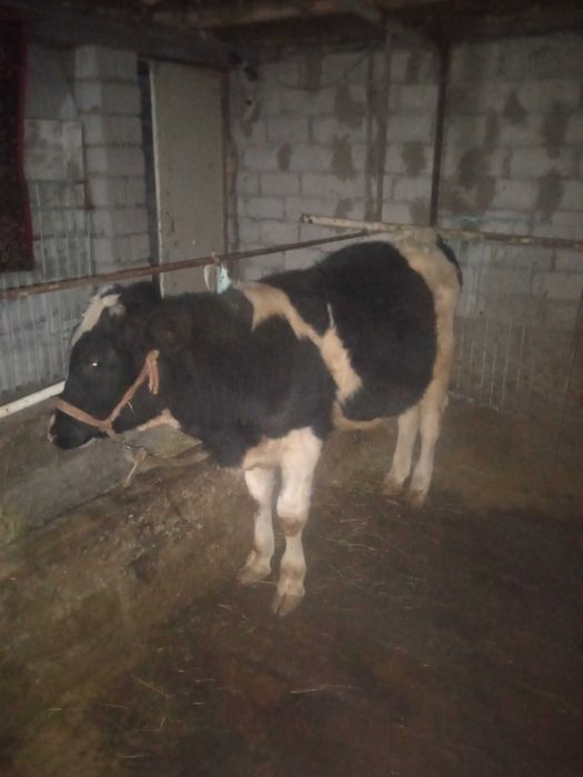 Qora ola buqacha sotiladi