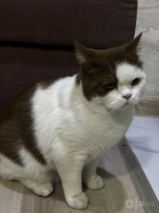 Продаю британскую короткошёрстную кошку