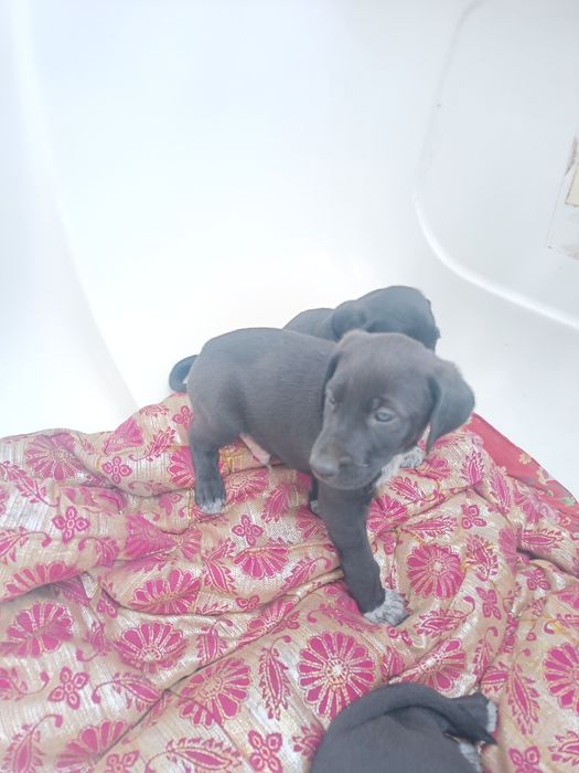 Бесплатно в добрые руки