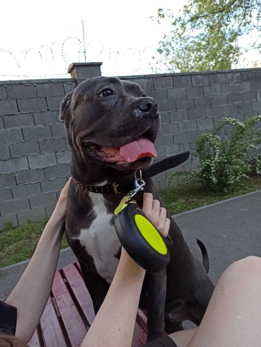 Выгул вашей собаки/Зооняня