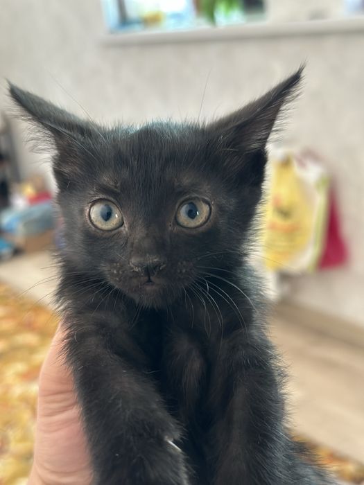 Котята 1.5 месячные