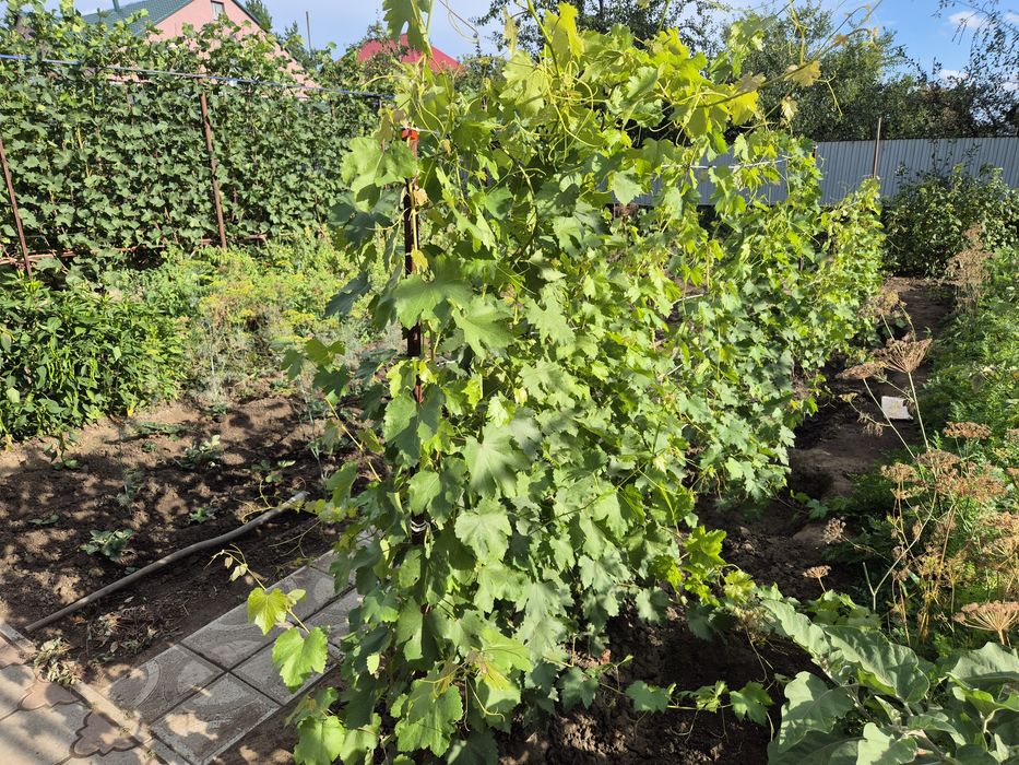 Саженцы винограда