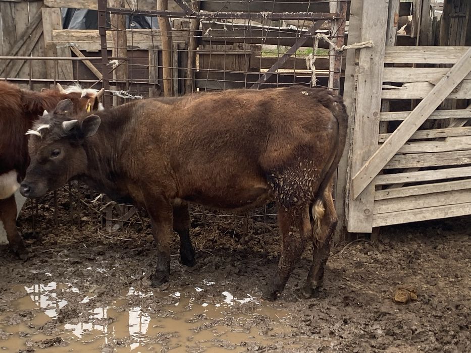 Бычки на откорм.