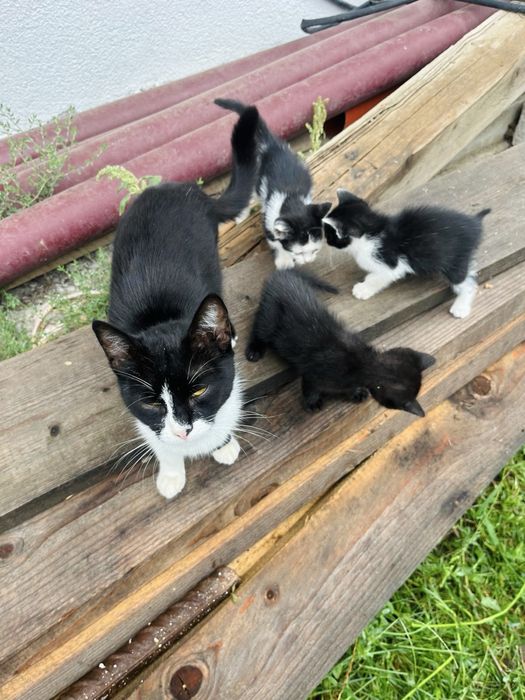 Adopție  pisici