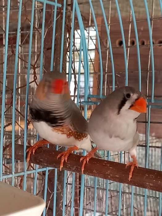 Papagali perusi, nimfe,agapornis, cantători, zebre,canari, micul alexa